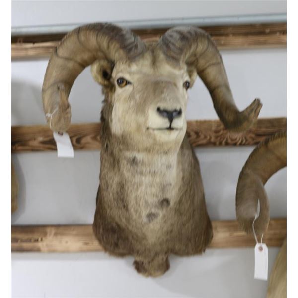 Stone Sheep Taxidermy Shoulder Mount