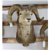 Image 1 : Stone Sheep Taxidermy Shoulder Mount