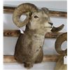 Image 2 : Stone Sheep Taxidermy Shoulder Mount