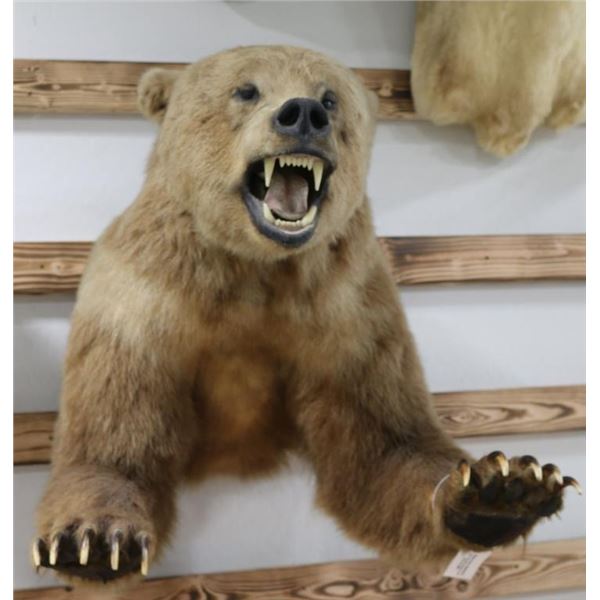 Grizzly Bear Taxidermy Should Mount