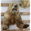 Image 1 : Grizzly Bear Taxidermy Should Mount