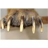 Image 2 : Grizzly Bear Taxidermy Should Mount