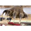 Image 3 : Grizzly Bear Taxidermy Should Mount