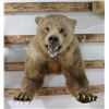 Image 4 : Grizzly Bear Taxidermy Should Mount