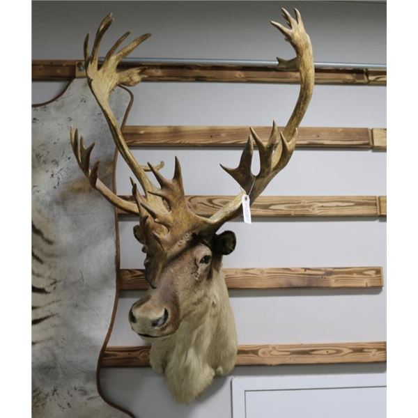 Barend Ground Caribou Taxidermy Shoulder Mount