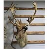 Image 1 : Barend Ground Caribou Taxidermy Shoulder Mount