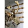 Image 2 : Barend Ground Caribou Taxidermy Shoulder Mount