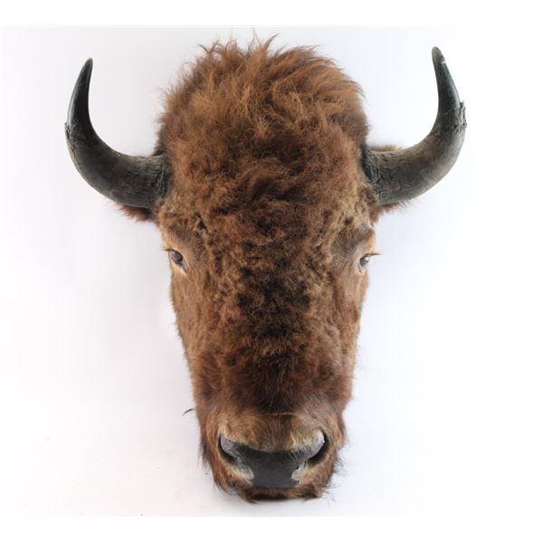 Shoulder Mounted Buffalo