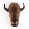Image 1 : Shoulder Mounted Buffalo
