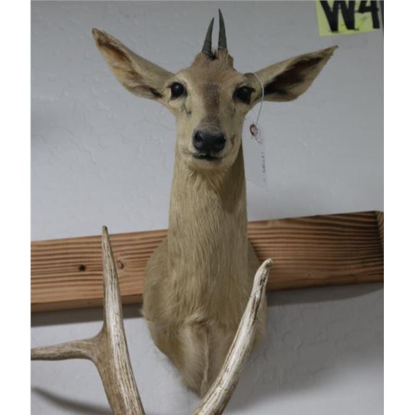 Duiker Taxidermy Shoulder Mount