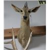 Image 1 : Duiker Taxidermy Shoulder Mount