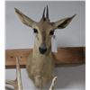 Image 2 : Duiker Taxidermy Shoulder Mount