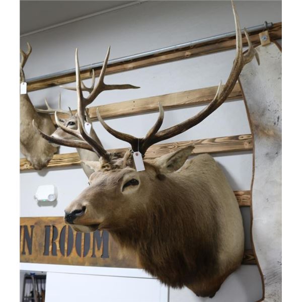 Rocky Mountain Elk Taxidermy Shoulder Mount