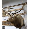 Image 1 : Rocky Mountain Elk Taxidermy Shoulder Mount
