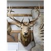 Image 2 : Rocky Mountain Elk Taxidermy Shoulder Mount