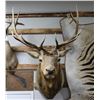 Image 3 : Rocky Mountain Elk Taxidermy Shoulder Mount