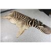 Image 4 : Zebra Hide Rug