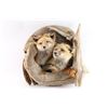 Image 1 : Double Fox Mount