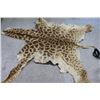 Image 2 : Giraffe Hide