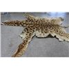 Image 3 : Giraffe Hide