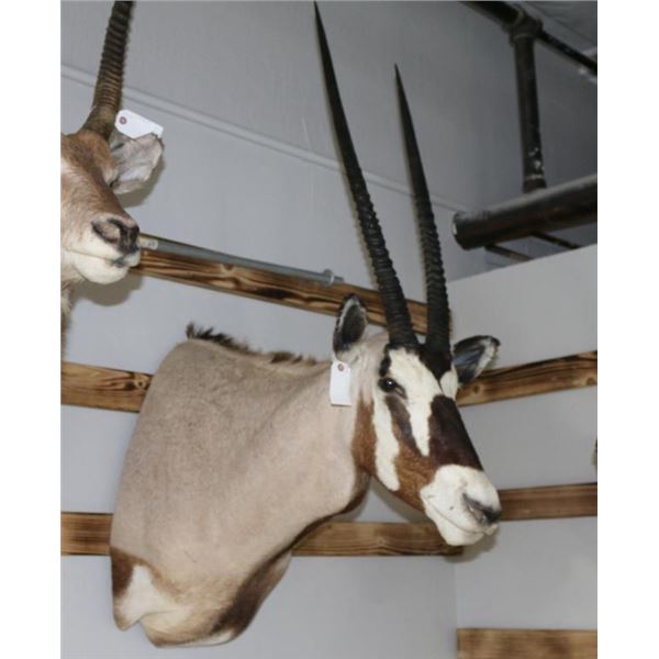 Gemsbuck Mount