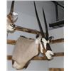 Image 1 : Gemsbuck Mount