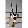 Image 2 : Gemsbuck Mount