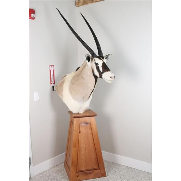 Painted Oryx Taxidermy Shoulder Mount