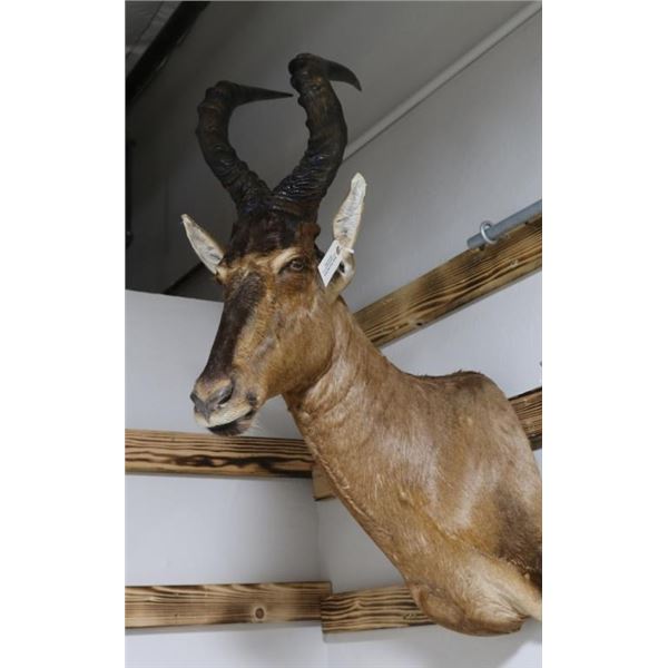 Hartebeest Mount