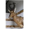 Image 1 : Hartebeest Mount