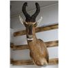 Image 2 : Hartebeest Mount