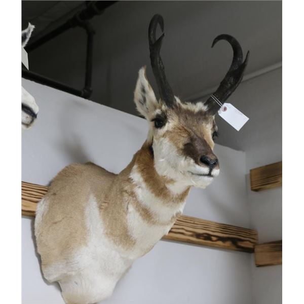 Pronghorn Mount