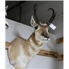 Image 1 : Pronghorn Mount