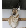 Image 2 : Pronghorn Mount