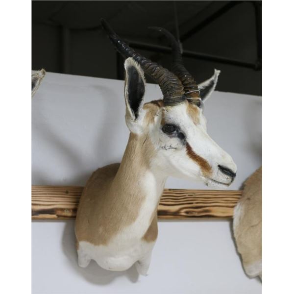Springbuck Mount