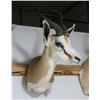 Image 1 : Springbuck Mount