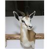 Image 2 : Springbuck Mount