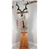 Image 1 : Greater Kudu Mount