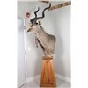 Image 2 : Greater Kudu Mount
