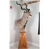 Image 3 : Greater Kudu Mount