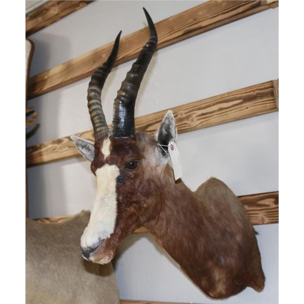 Blesbuck Mount