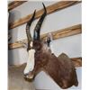 Image 1 : Blesbuck Mount