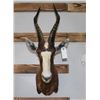 Image 2 : Blesbuck Mount