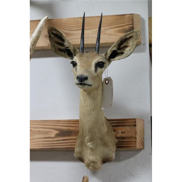 Steenbok Taxidermy Shoulder Mount