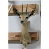 Image 1 : Steenbok Taxidermy Shoulder Mount