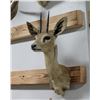 Image 2 : Steenbok Taxidermy Shoulder Mount