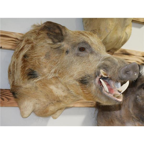 Wild Boar