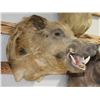 Image 1 : Wild Boar