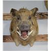 Image 2 : Wild Boar