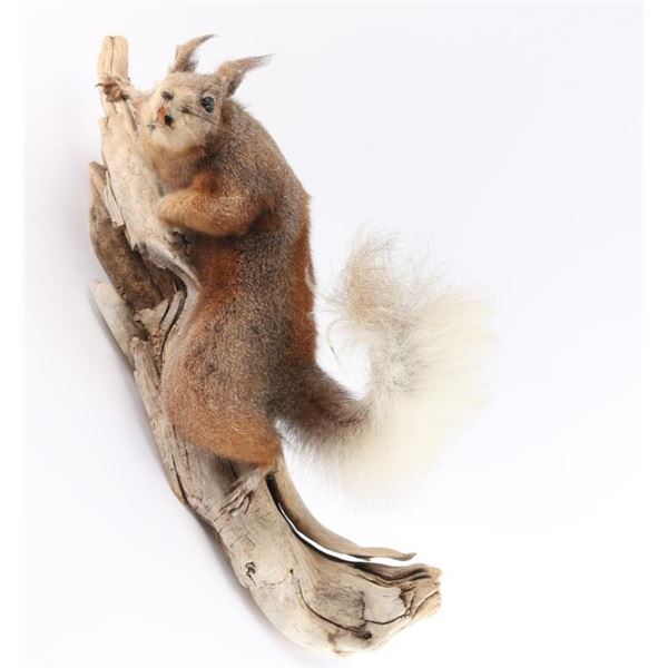 Aberts Squirrel Taxidermy Full Mount
